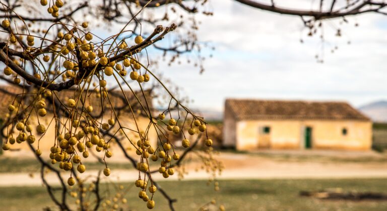 Closeup shot of a branch of a tree behind which one can see a house